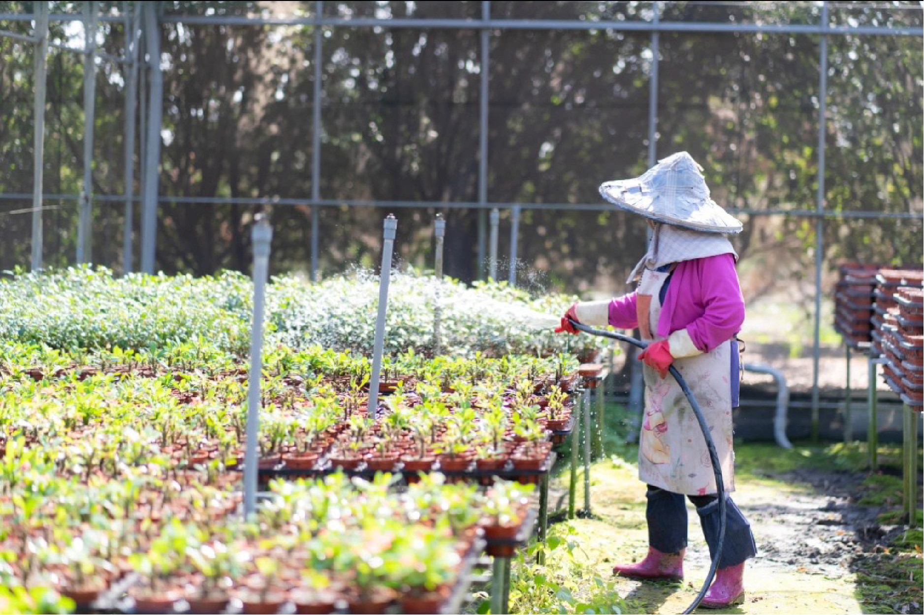小樹苗扶植計劃